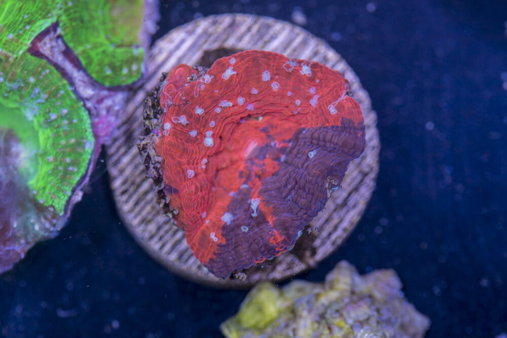 Acan - Bowerbanki