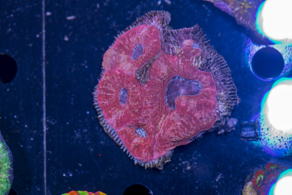 Acan - Bowerbanki