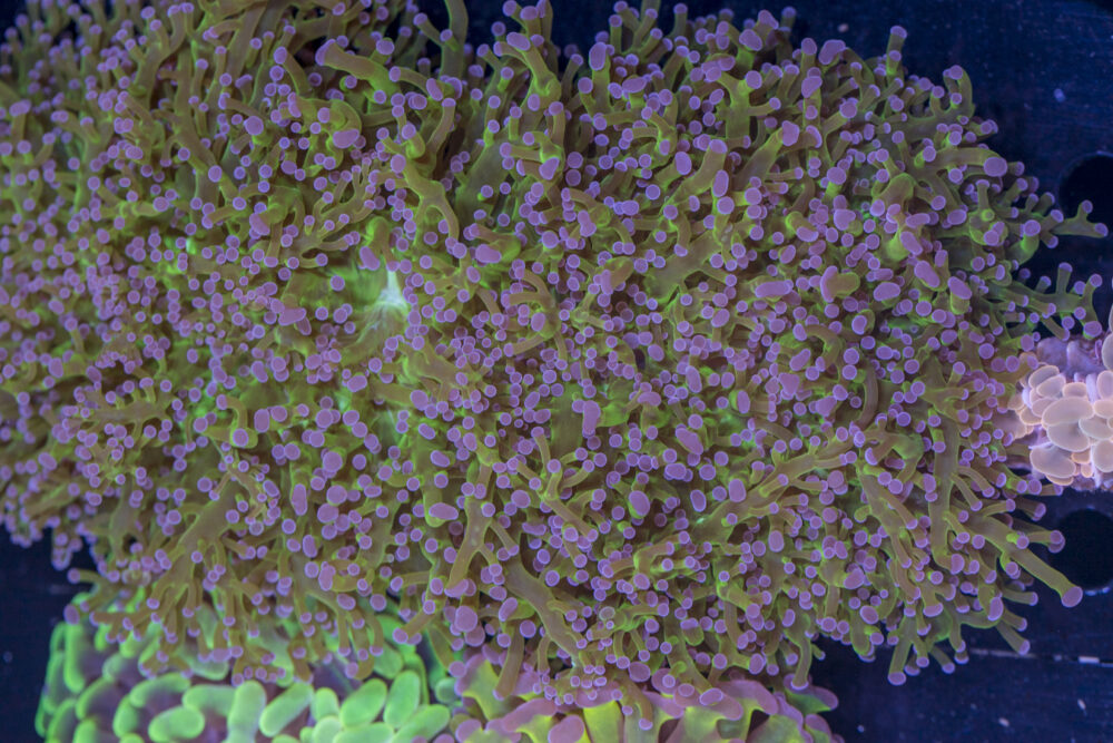 Frogspawn