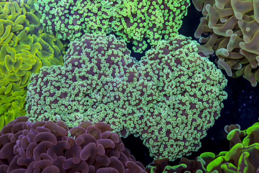 Frogspawn
