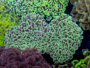 Frogspawn