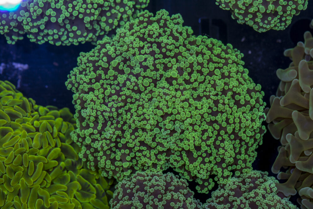 Frogspawn