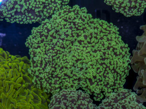 Frogspawn