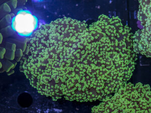 Frogspawn