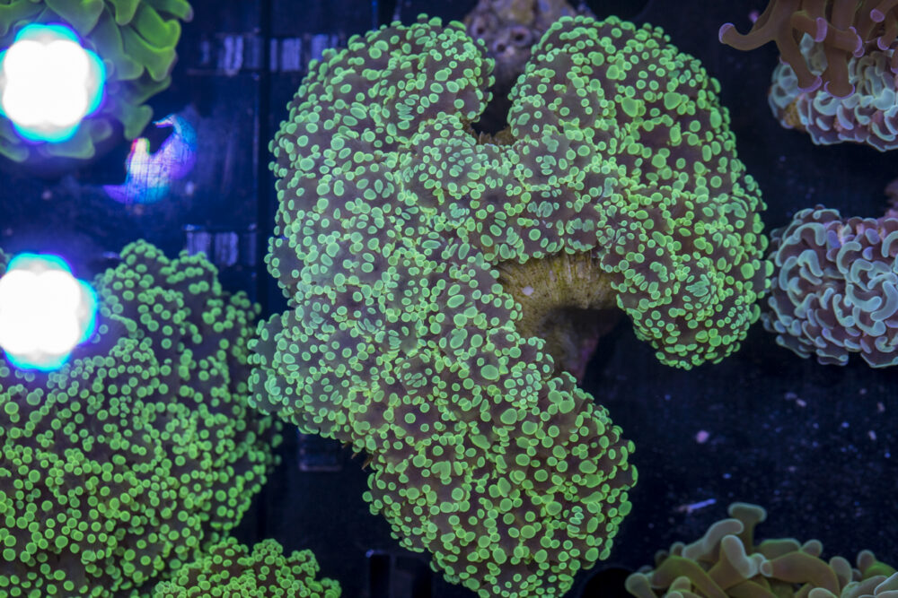 Frogspawn