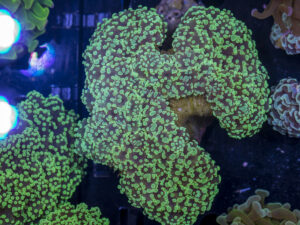 Frogspawn