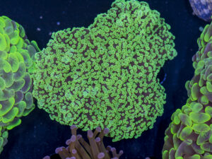 Frogspawn