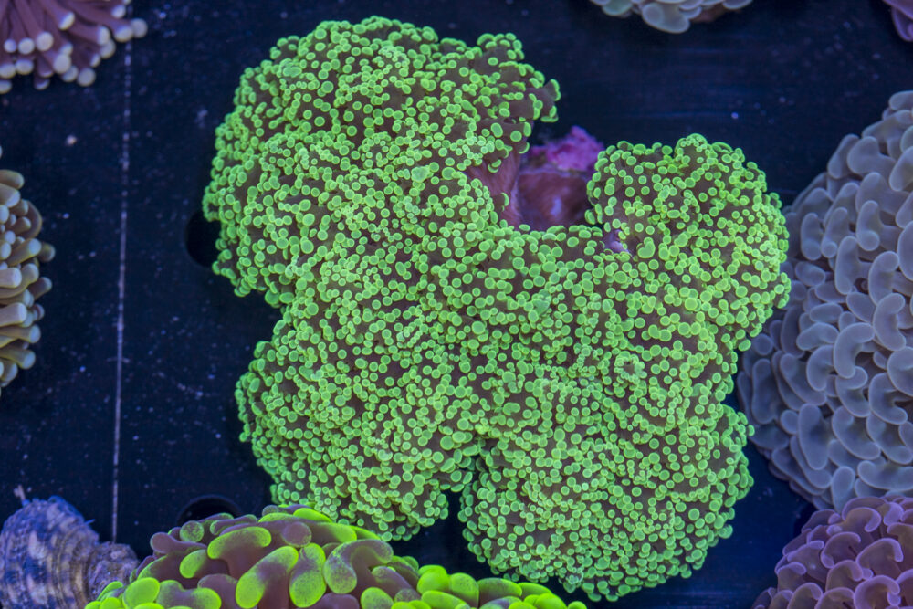 Frogspawn