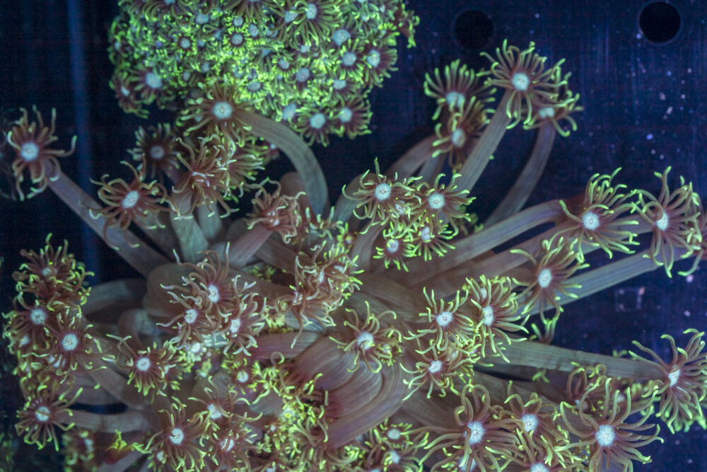 Goniopora
