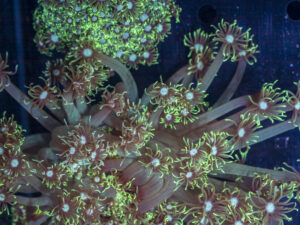 Goniopora