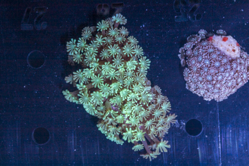 Alveopora