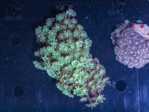 Alveopora