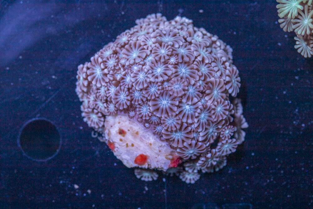 Alveopora