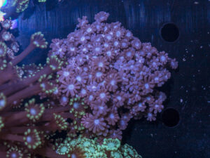 Alveopora