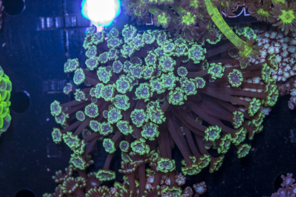 Alveopora