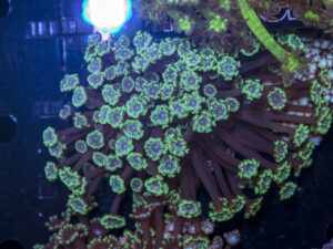 Alveopora