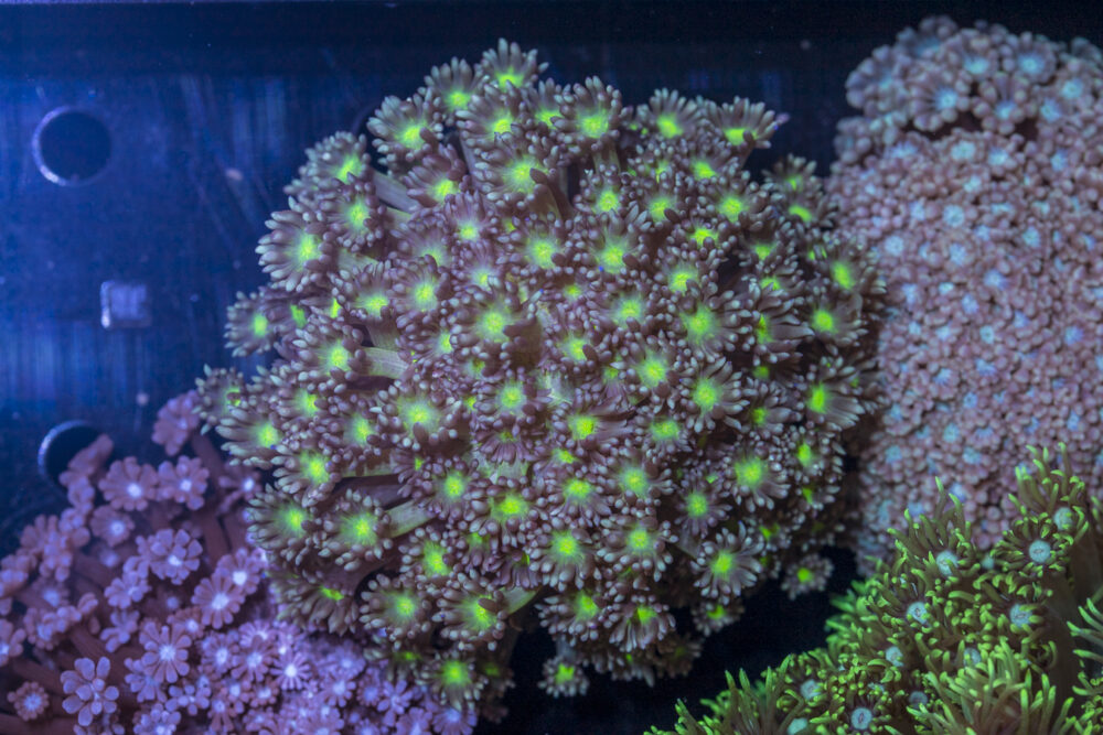 Goniopora