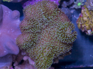 Toadstool Leather