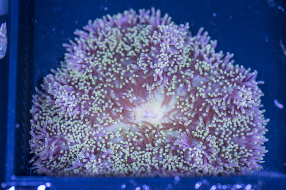 Gigantea Anemone