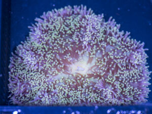 Gigantea Anemone