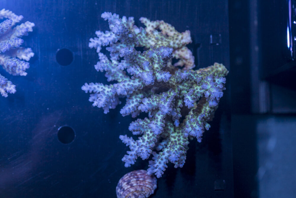 Acropora