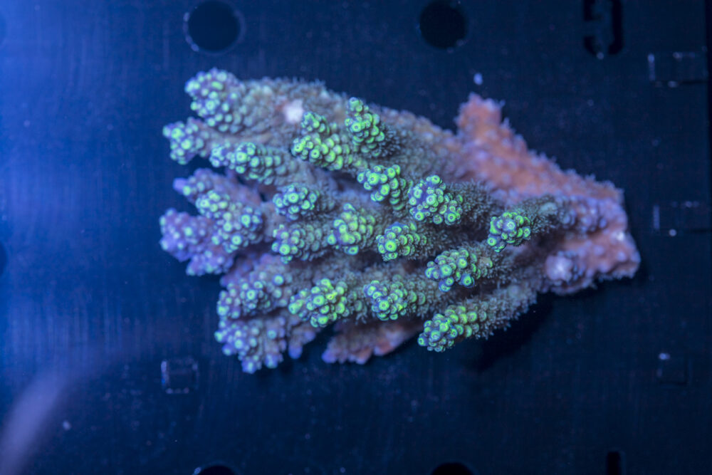 Acropora