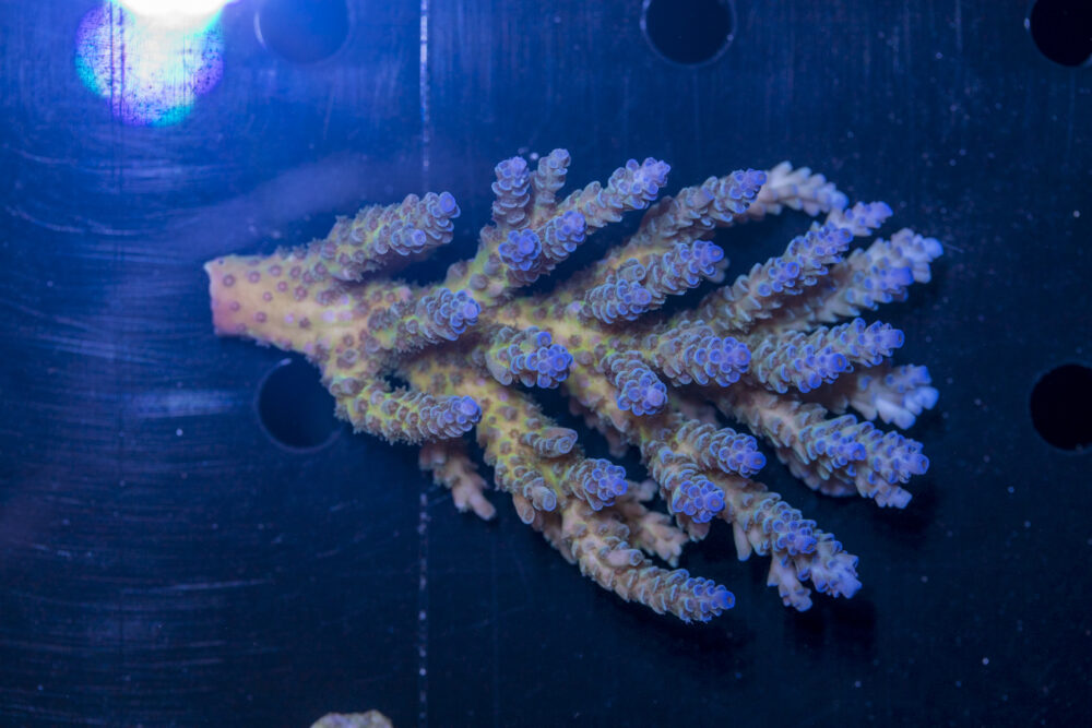 Acropora