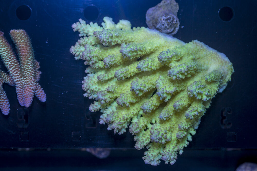 Acropora