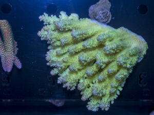 Acropora