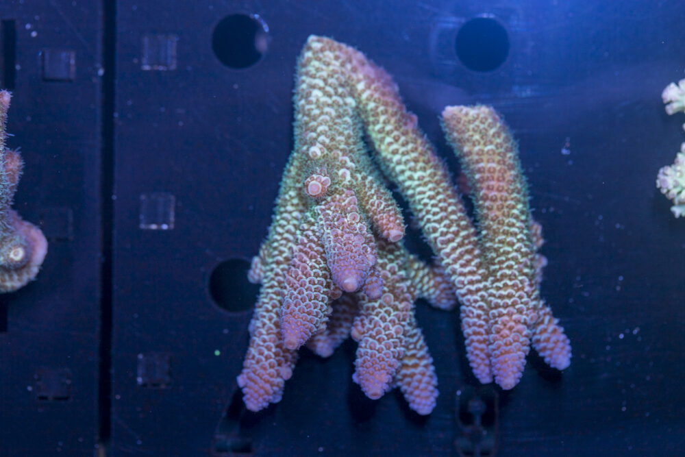 Acropora