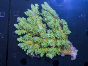 Acropora