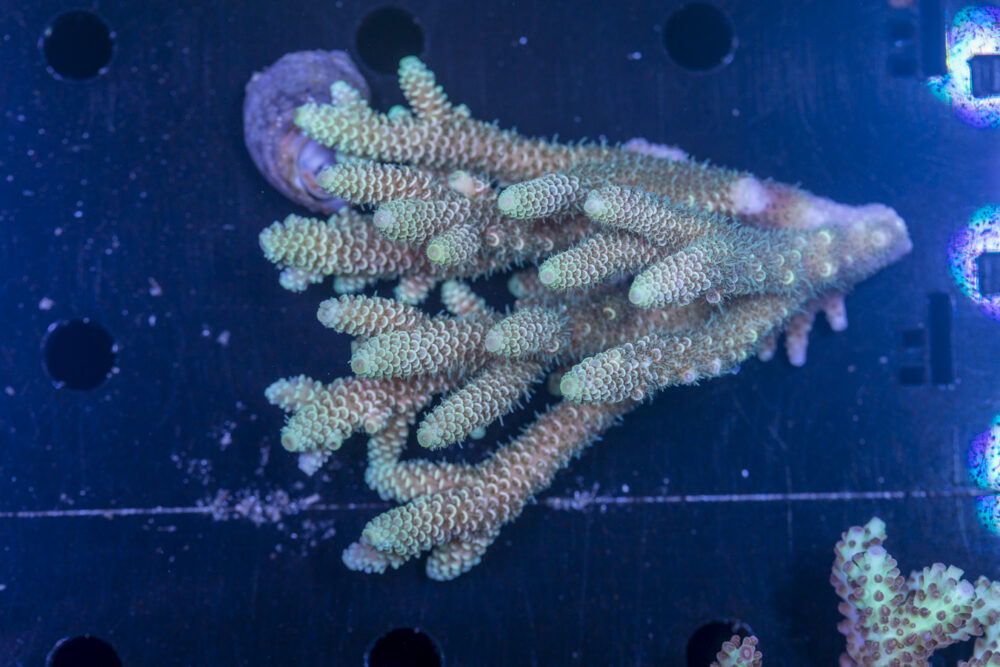 Acropora