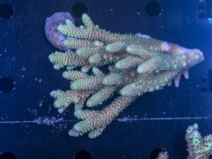 Acropora