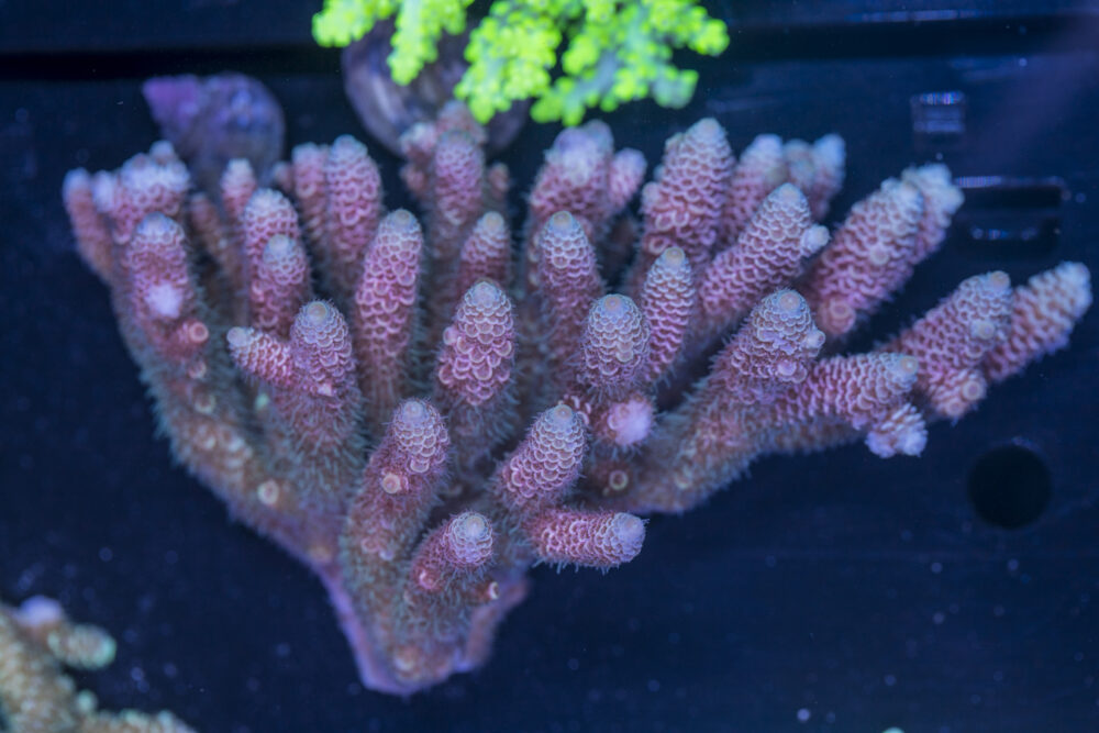 Acropora