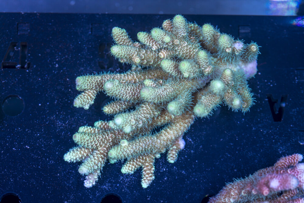 Acropora
