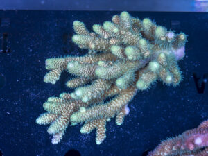 Acropora