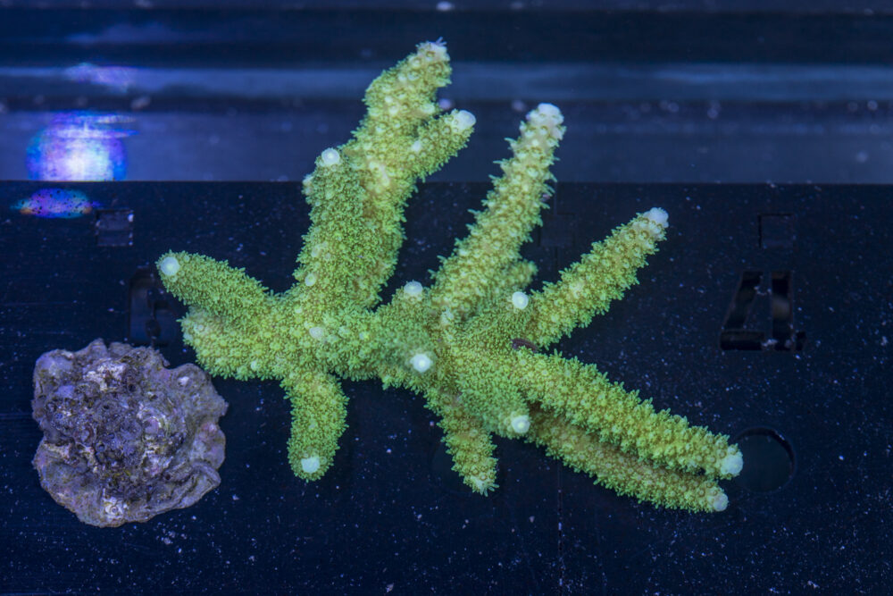 Acropora