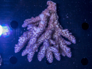 Acropora