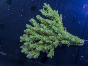 Acropora