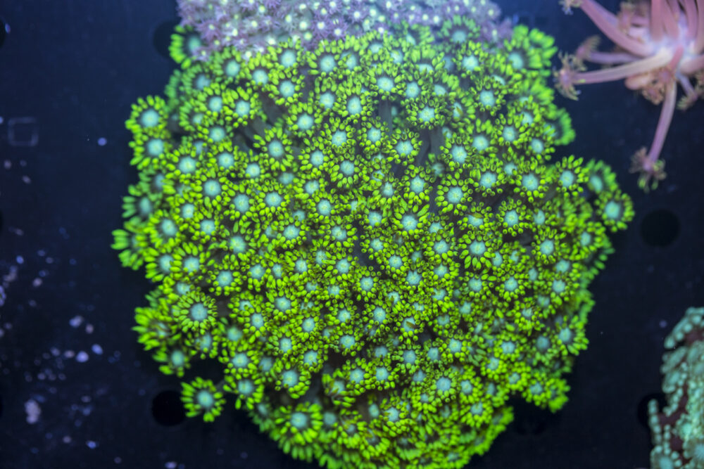 Goniopora