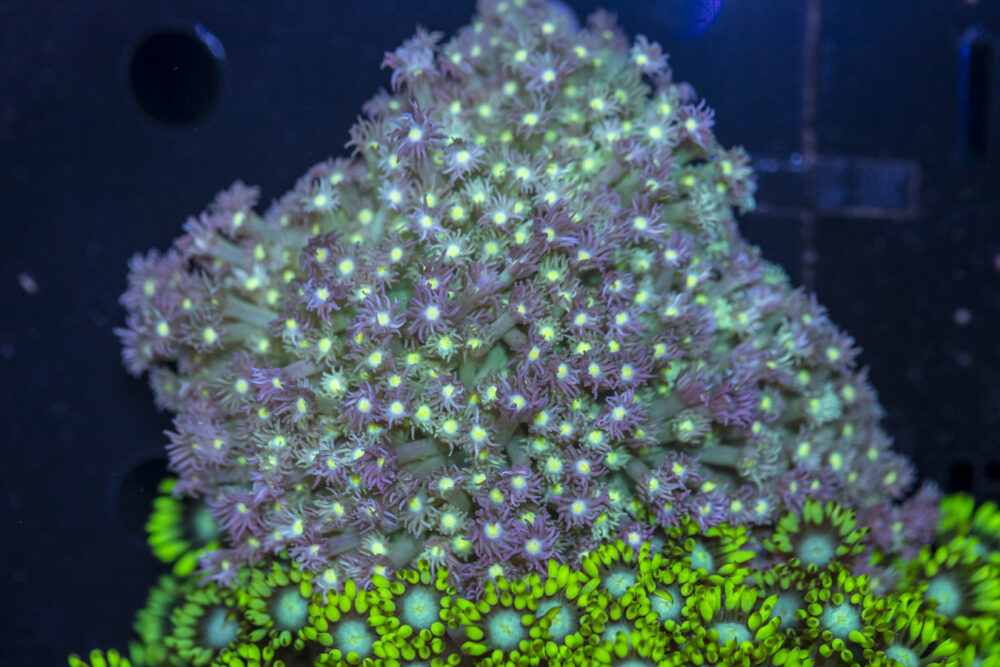 Goniopora