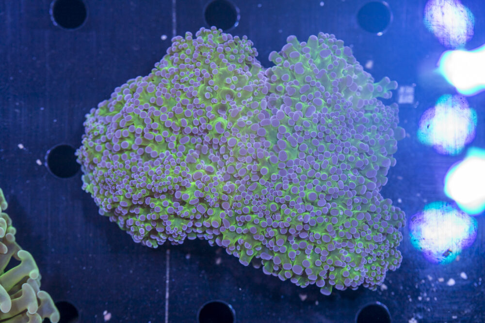 Frogspawn