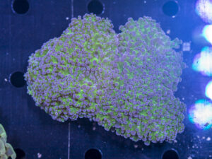 Frogspawn