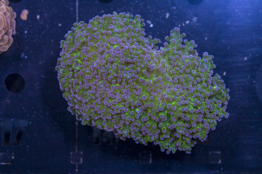 Frogspawn