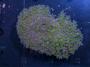 Frogspawn