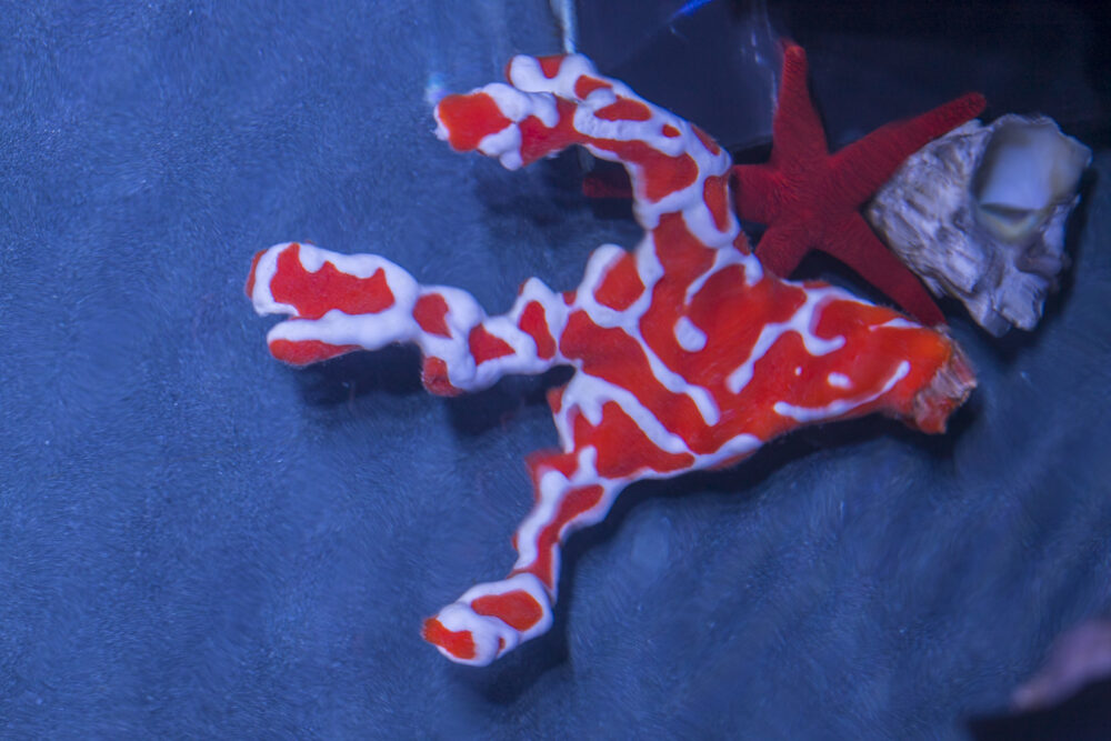Spider Sponge