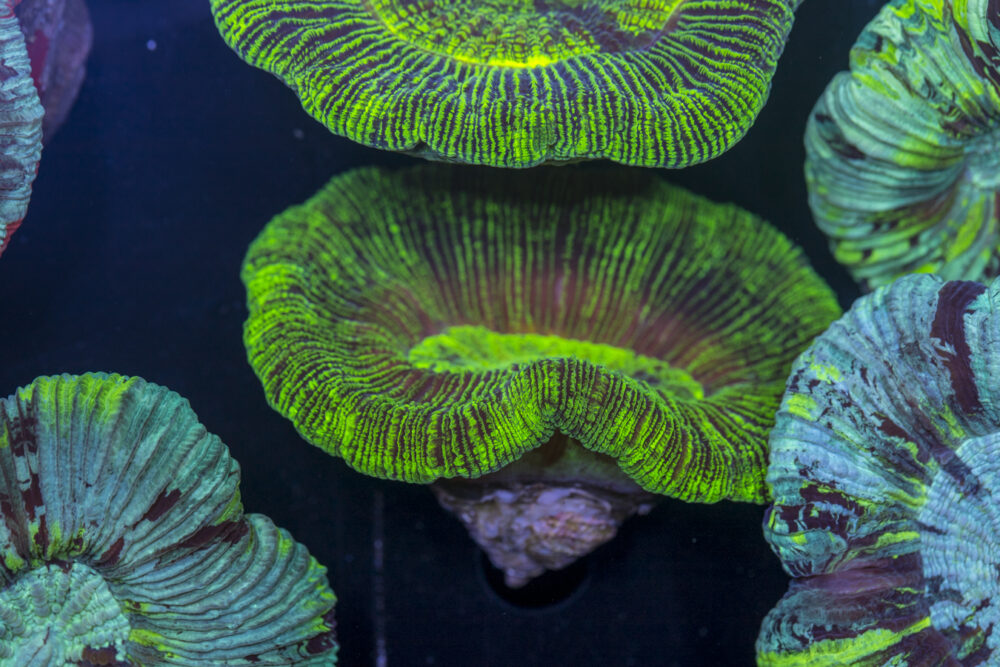 Trachyphyllia