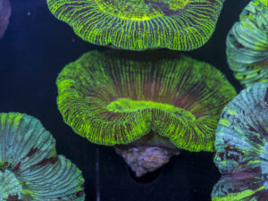 Trachyphyllia