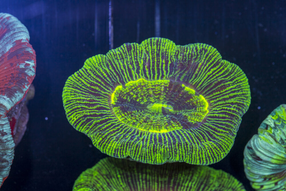 Trachyphyllia
