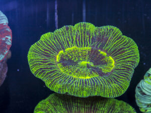 Trachyphyllia